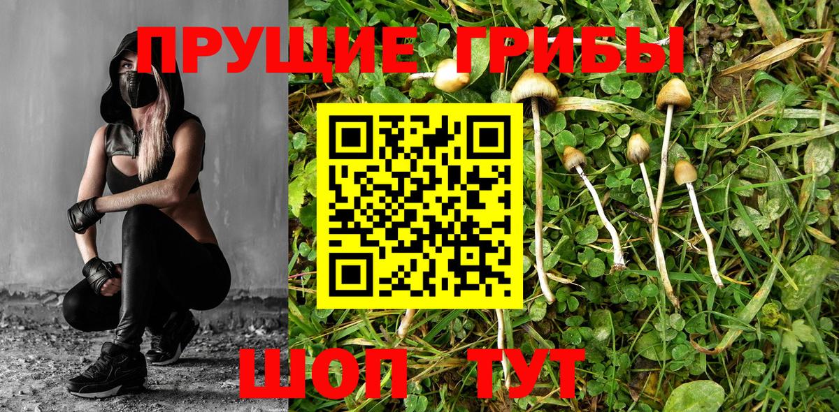 Псилоцибиновые грибы Cubensis  Лысьва 